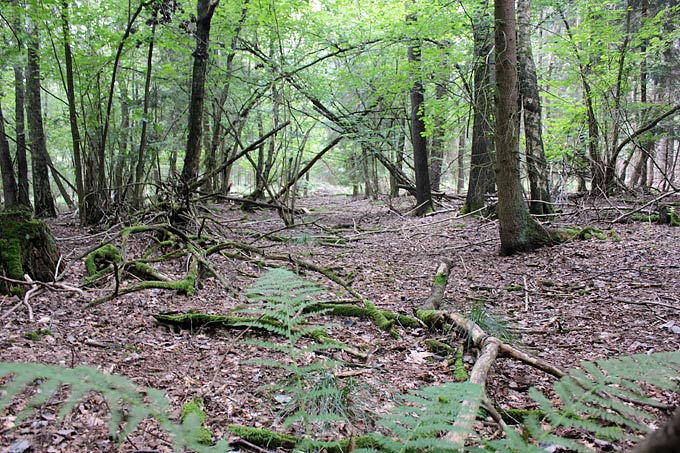 Tote, heruntergefallene Äste im Wald - Foto: Christiane Winkler
