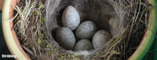 Fünf grau-grüne Eier liegen bald darauf im Nest