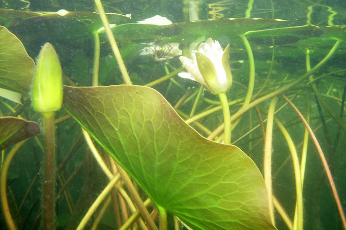 Seerose - Foto: Silke Oldorff