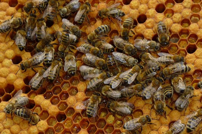Honigbienen auf Waben - Foto: Carsten Pusch