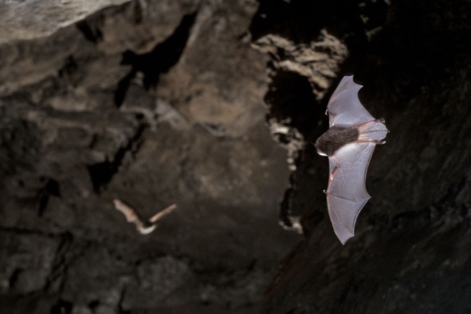 Zwei Wasserfledermäuse im Verfolgungsflug erkunden die Kalkberghöhle- Foto: NABU/Thomas Stephan