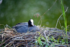 Vogel im Nest am Seeufer
