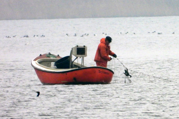 Fischer mit Enten im Stellnetz