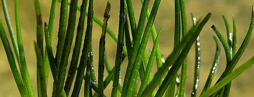 See-Brachsenkraut Isoetes lacustris