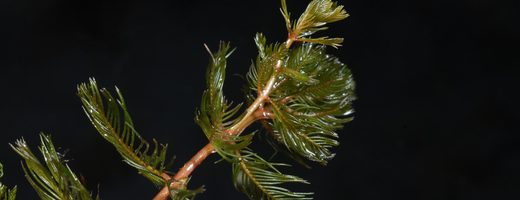 Ähriges Tausendblatt Myriophyllum spicatum