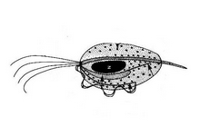 Bei <i>Trichomonas gallinae</i> aus der Gruppe der Trichomonaden handelt es sich um sehr kleine, einzellige Geißeltierchen (8 x 14 µm; s. Abb.). Erkrankte Tiere zeigen gelbliche Beläge auf der Schleimhaut des Schlundes und vereinzelt auch des Rachens. Der Schnabel ist verklebt. Häufig finden sich noch Körner im erweiterten Schlund. Die Tiere sind kurzatmig und wirken matt, apathisch und schlafen überdurchschnittlich viel. Ihr Gefieder ist meist stark aufgeplustert. In der Regel sterben die Tiere nach kurzer Krankheitsdauer an der Infektion. Andere Arten wie Buchfink, Gimpel, Stieglitz und Kernbeißer sind aktuell ebenfalls betroffen. Trichomonadosen sind ebenfalls von Tauben („gelber Knopf“), Hühnern und Greifvögeln bekannt.<br><br>Trichomonaden sind hochgradig infektiös. Sie übertragen sich rasch von einem Tier auf das andere. Sie kommen auch im Rachen und Schnabel des Vogels vor und gelangen so auch ins Trinkwasser. Hier können sie rund 24 Stunden überleben. Ein weiterer Infektionsweg ist die gegenseitige Fütterung bei Altvögeln oder die der Jungtiere im Nest. Die Behandlung wild lebender Tiere ist nicht möglich. An Fütterungen ist jedoch auf penible Sauberkeit zu achten. Die Konzentration von Vögeln an einem Ort wirkt sich ggf. schon negativ aus.<br><br>Trichomonaden können bei Tieren mit einem kräftigen Immunsystem längere Zeit in geringer Zahl im Kropf überleben, ohne zu einem Ausbruch der Krankheit zu führen. Ein gesund wirkender Vogel kann also Träger der Parasiten sein und sie auf seine Artgenossen übertragen.<br><br>Ähnliche Befunde wie bei Trichomonaden können bei Singvögeln aber auch z. B. durch Salmonellen hervorgerufen werden. Es sind daher in jedem Fall eine Sektion und weitergehende Untersuchungen zur Klärung der Veränderungen erforderlich. Der Nachweis von Trichomonaden erfolgt durch einen Abstrich im Rachen des Tieres. Hierfür sind noch lebende oder frischtote Tiere notwendig, da der Einzeller nach 24 Stunden in einem toten Tier nur noch schwer unter dem Mikroskop nachweisbar ist.<br><br>Trichomonas gallinae ist nicht auf den Menschen übertragbar. Allerdings existieren auch beim Menschen Trichomonaden, die wie <i>Trichomonas vaginalis</i> durch Geschlechtsverkehr übertragen werden.