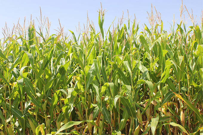 Der intensive Anbau von Mais für Agrogasanlagen bedroht immer mehr die biologische Vielfalt. [Foto: Helge May]