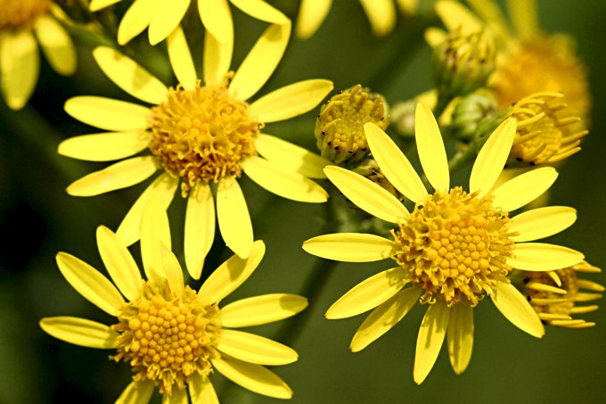 Gelbe Blüten einer Pflanze