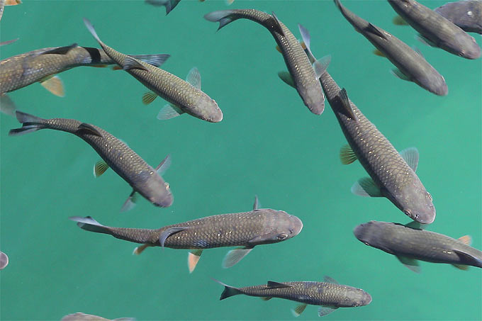 Süßwasserfische - der Einfluss des Kormorans ist differenzierter, als vielfach behauptet.