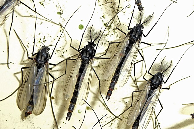 Zuckmücken (links Weibchen, rechts Männchen) - Foto: Carsten Pusch