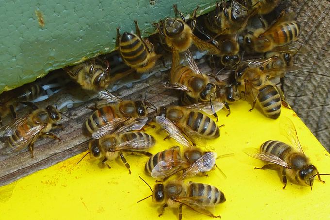 Honigbienen am Stockeingang - Foto: Carsten Pusch