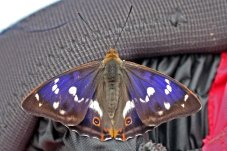 Schmetterling auf Rucksack