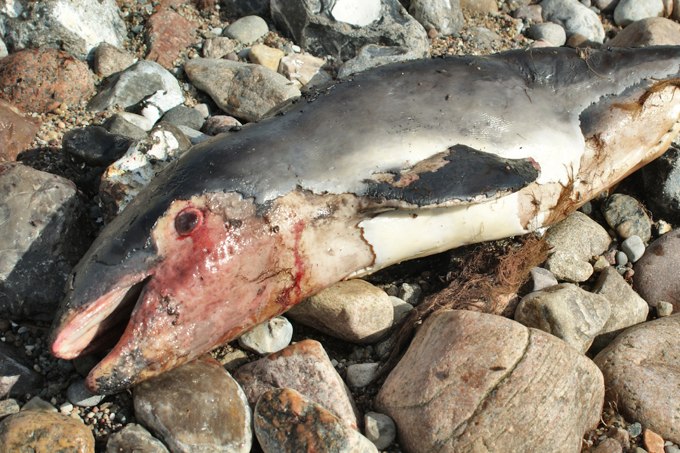 Totes Schweinswal-Jungtier, etwa eine Woche alt. Vermutlich wurde es während der Sprengung von seiner Mutter getrennt und dann drei Tage später verhungert an den Schönhagener Strand angespült. - Foto: Dagmar Struß
