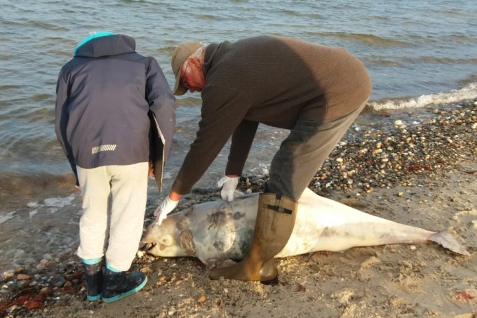 Zwei Personen untersuchen einen tot an den Strand gespülten Schweinswal