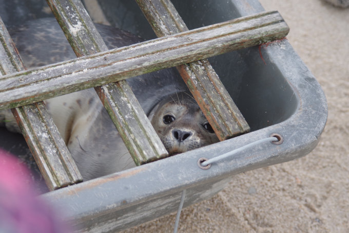 Junger Seehund  schaut aus einer Transportkiste