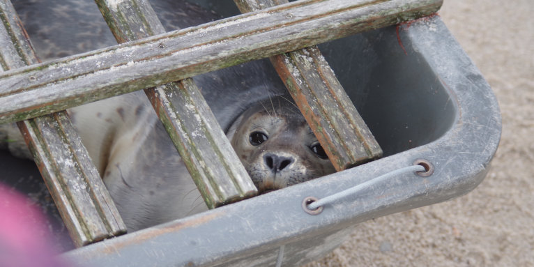 Junger Seehund auf Sylt hat seine Mutter verloren. Ein Seehundjäger wird ihn für eine zweite Chance in die Seehundauffangstation bringen. | Foto: Madeleine Kurkut / NABU SH 