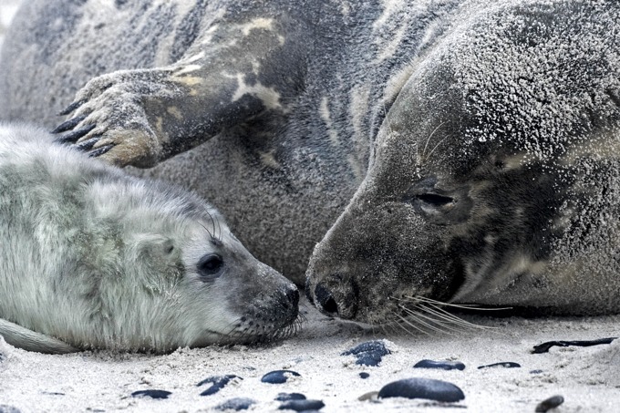 Junge Robbe schmust mit Mutter