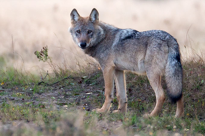 Einzelner Wolf - Foto: Jürgen Borris