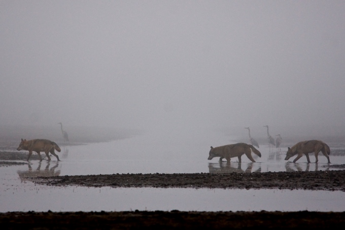Drei Wölfe waten im Nebel durch Flachwasser