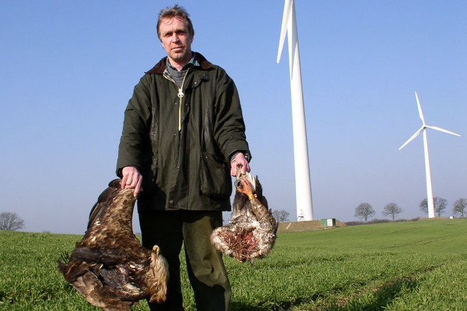 Seeadler als Opfer der Windenergie - Foto: Bernd Struwe-Juhl