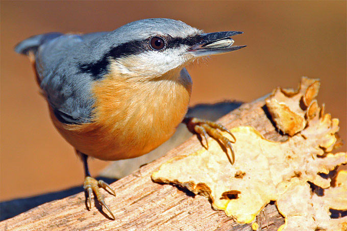 Mehr über die Vögel des Waldes erfahren: mit einem Vogelgeburtstag. (Foto: Frank Derer)