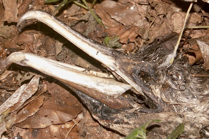 Schädel eines Kormorans - Foto: Ingo Ludwichowski