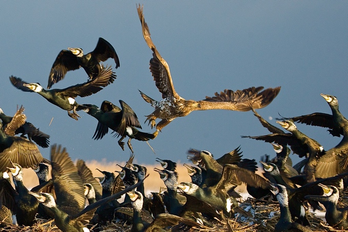 Junger Seeadler jagt Kormorane - Foto: Jürgen Reich