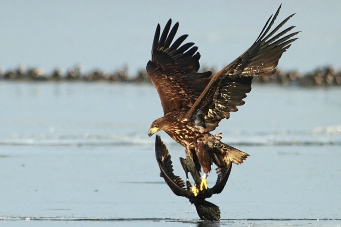 Auch Beutegreifer beeinflussen den Bestand. Ein junger Seeadler schlägt einen Kormoran - Foto: Thorsten Runge