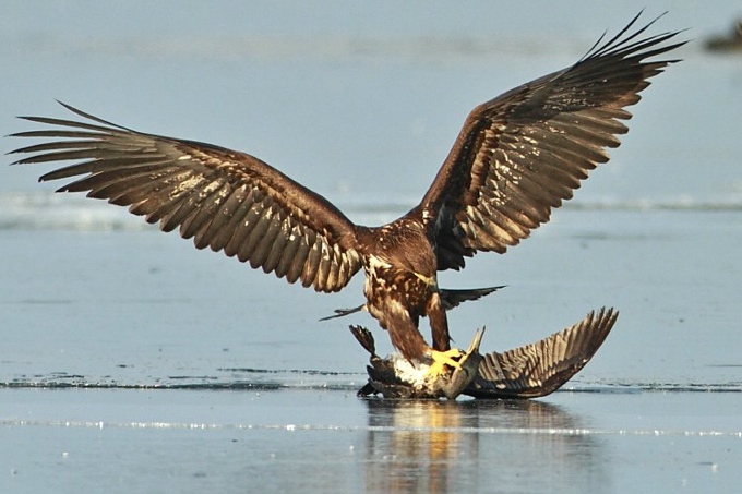 Kormorane haben Feinde: Seeadler schlägt einen jungen Kormoran - Foto: Thorsten Runge