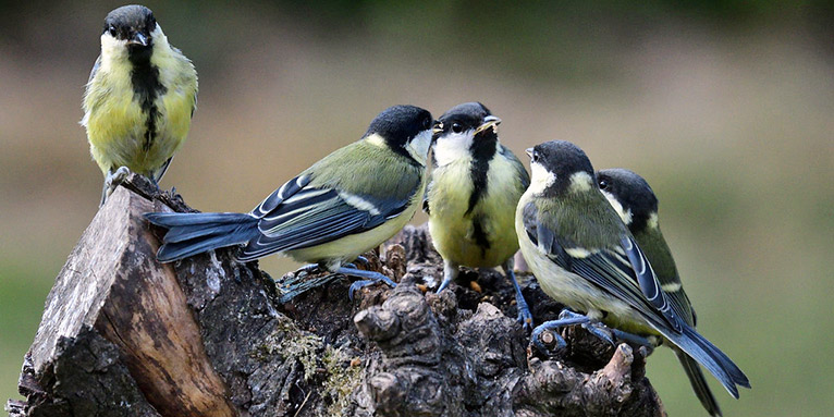 Kohlmeisengruppe - Foto: Jutta Trentz/www.naturgucker.de