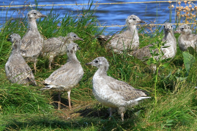 Junge Sturmmöwen - ein ursprünglich typisches Bild für störungsfreie Seevogelkolonien. - Foto: Klaus Dürkop