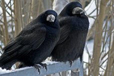 Zwei Krähen im Winter auf einem Zaun in die Kamera guckend