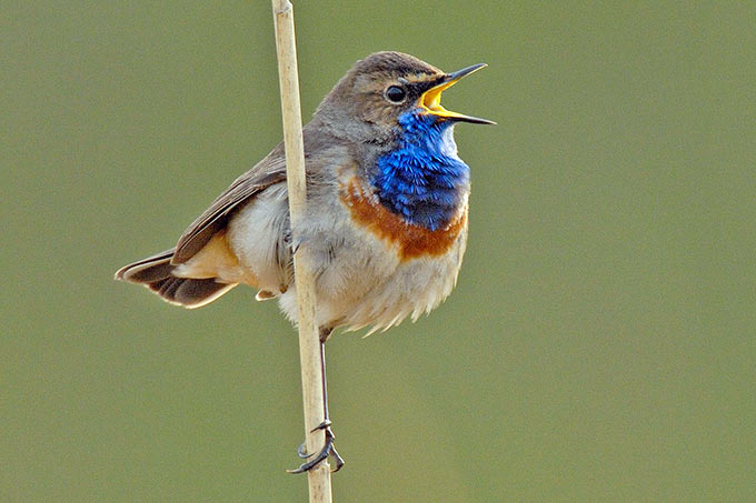 Singendes Blaukehlchen - Foto: Tom Dove