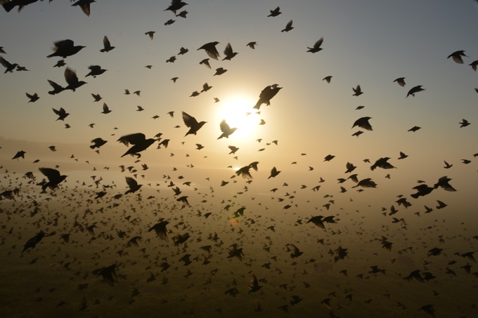 Unzählige Stare fliegen am Sonnenuntergang vorbei - ein Bild, das immer mehr schwindet