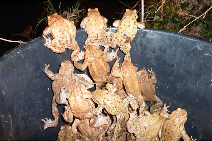 Erdkröten brechen aus dem Eimer aus - Foto: Karl-Heinz Fuldner