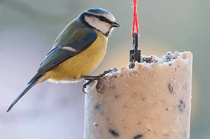 Blaumeise beim Frühstück am „Energiekuchen“ - Foto: NABU/Bernd Stahlschmidt