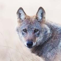 Wolf in der Lüneburger Heide - Foto: Jürgen Borris