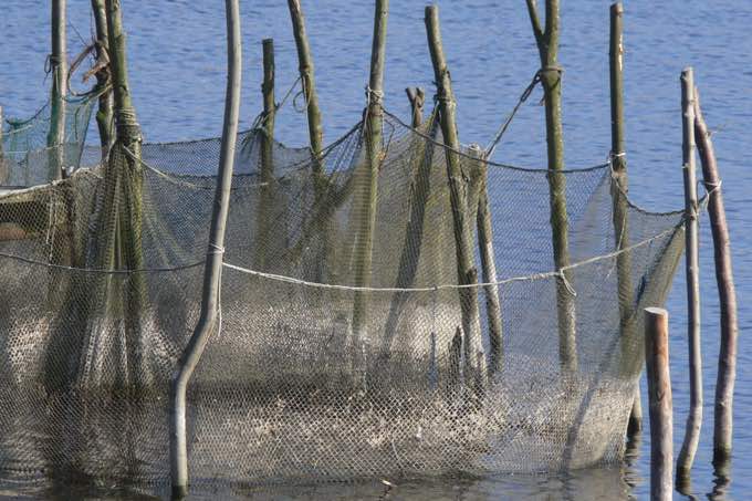 Fischnetze - Foto: Ingo Ludwichowski