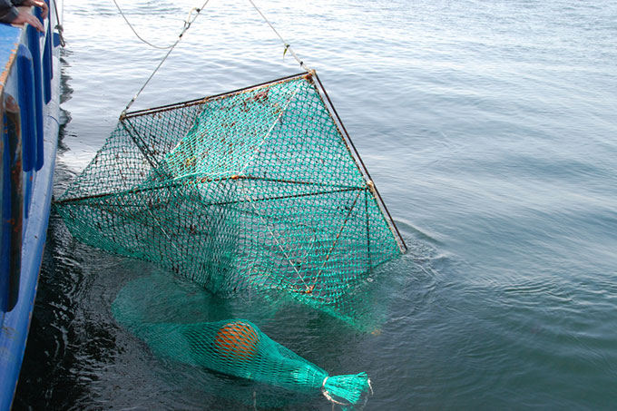 Kanadische Fischfalle als eine alternative, beifangsichere Fangmethode - Foto: NABU/Kim Detloff
