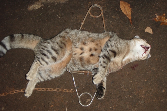 Katze in Fangeisen, doch an ein Verbot von tierquälerischen Fallen ist nicht zu denken. - Foto: Verena Nagel