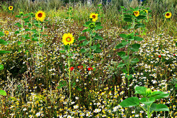 Sonnenblumen am Feldrand