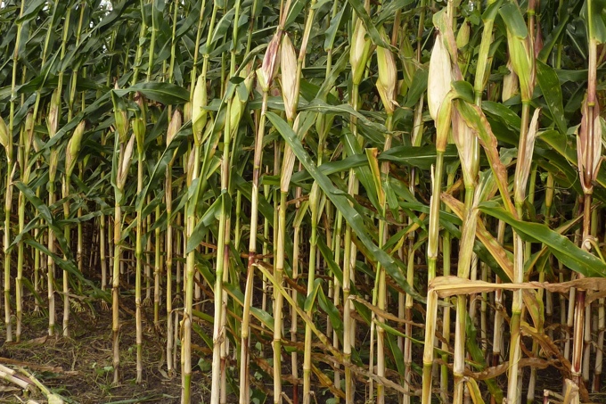 Der Mais dominiert in vielen Bereichen die Agrarlandschaft - zu Lasten von Weiden und Feuchtgebieten - Foto: Carsten Pusch