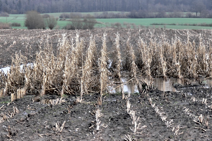 Bei stärkeren Regenfällen finden Landwirtschaftsmaschinen auf schweren Böden keinen Halt mehr. Der Boden wird verdichtet oder „umgepflügt“. Verstoß gegen die gute fachliche Praxis in der Landwirtschaft. – Foto: Ingo Ludwichowski