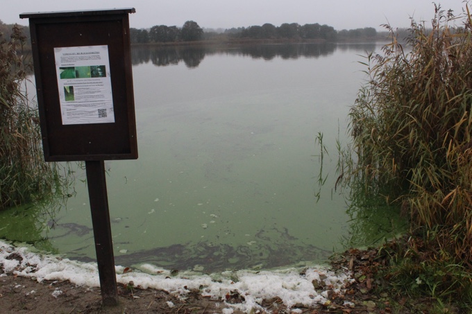Warnung vor Blaualgenblüte. Seen mit großem Einzugsgebiet, wie hier der Stendorfer See am Oberlauf der Schwentine, sind besonders von Nährstoffeinträgen betroffen. - Foto: NABU / Fritz Heydemann