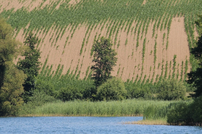 Bei einem derart erosionsgefährdetem Hang reicht kein Gewässerrandstreifen. Ackerbau und Düngung müssten hier unterbleiben. - Foto: NABU / Fritz Heydemann