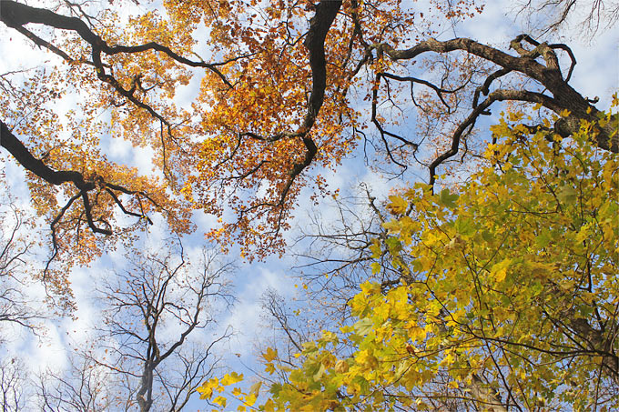 Herbstwald mit Eichen und Bergahorn - Foto: Helge May