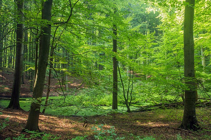 Einst idyllischer Wald - heute durch illegale Baumfällungen ökologisch entwertet. (Foto: Klemens Karkow)