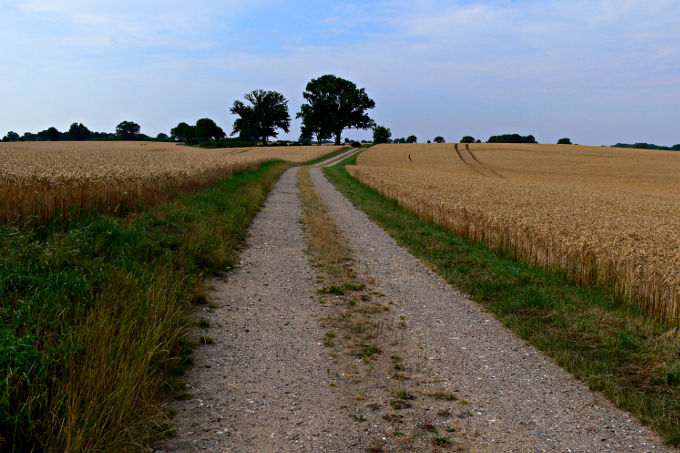 Feldweg zwischen zwei Getreideäckern