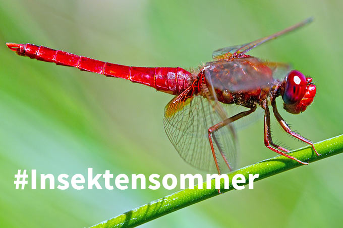 #Insektensommer – Foto Feuerlibelle: Frank Derer