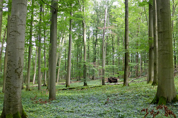 Hallenwaldphase im FFH-Gebiet Vorderrhön - Foto: Mark Hartun